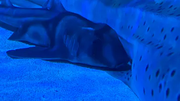 マクセル アクアパーク品川に投稿された画像（2023/12/25）