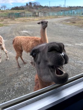 岩手サファリパークに投稿された画像（2023/12/25）