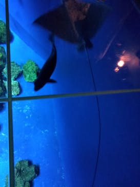 DMMかりゆし水族館に投稿された画像（2023/12/25）