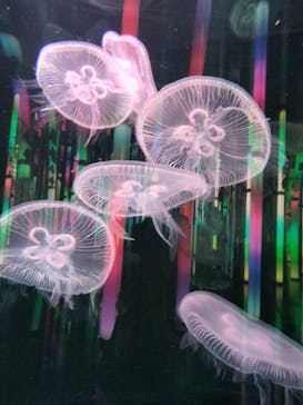 DMMかりゆし水族館に投稿された画像（2023/12/25）