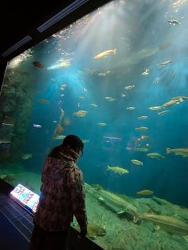 サケのふるさと 千歳水族館に投稿された画像（2023/12/25）