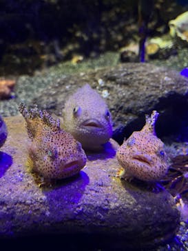 新江ノ島水族館に投稿された画像（2023/12/25）