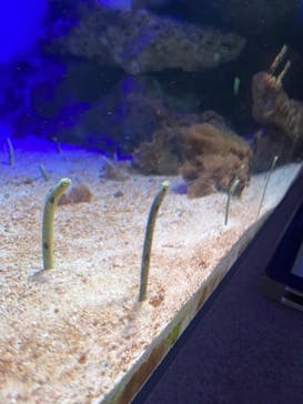 新江ノ島水族館に投稿された画像（2023/12/25）