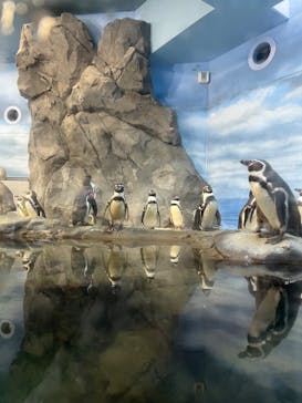 新江ノ島水族館に投稿された画像（2023/12/25）