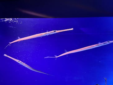 新江ノ島水族館に投稿された画像（2023/12/25）