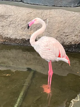 神戸どうぶつ王国に投稿された画像（2023/12/25）