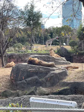 天王寺動物園に投稿された画像（2023/12/25）