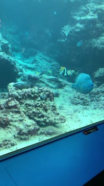 沖縄美ら海水族館に投稿された画像（2023/12/25）