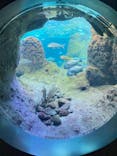 新江ノ島水族館に投稿された画像（2023/12/25）
