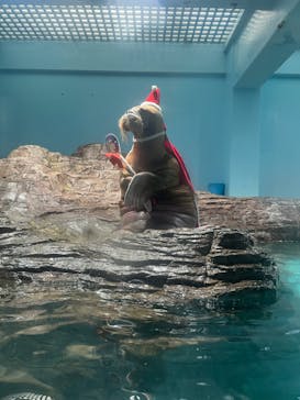 伊豆・三津シーパラダイスに投稿された画像（2023/12/25）