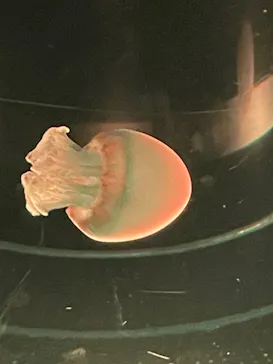 マクセル アクアパーク品川に投稿された画像（2023/12/25）