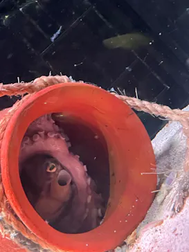 マクセル アクアパーク品川に投稿された画像（2023/12/25）