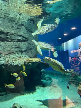 名古屋港水族館に投稿された画像（2023/12/25）