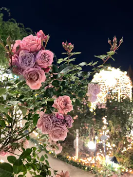 ひらかたパークに投稿された画像（2023/12/25）