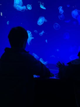 名古屋港水族館に投稿された画像（2023/12/25）