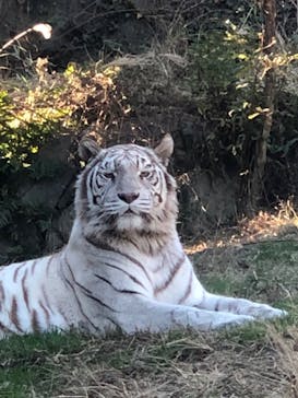 伊豆アニマルキングダムに投稿された画像（2023/12/25）