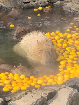 伊豆シャボテン動物公園に投稿された画像（2023/12/25）