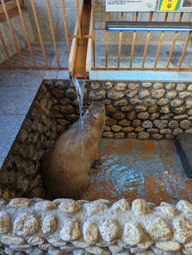 おさるの湯もみ処　おさ湯に投稿された画像（2023/12/26）