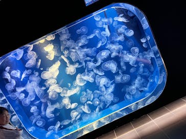 鴨川シーワールドに投稿された画像（2023/12/26）