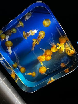 鴨川シーワールドに投稿された画像（2023/12/26）