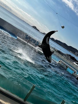 鴨川シーワールドに投稿された画像（2023/12/26）