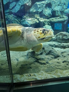 名古屋港水族館に投稿された画像（2023/12/26）