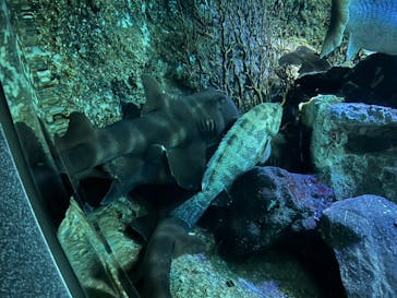 新江ノ島水族館に投稿された画像（2023/12/26）