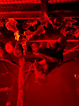 神戸どうぶつ王国に投稿された画像（2023/12/26）