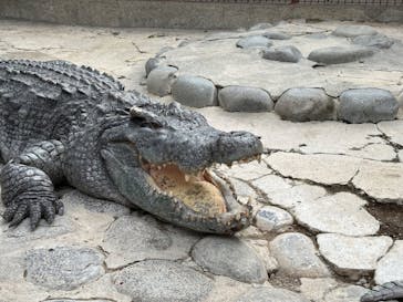 熱川バナナワニ園に投稿された画像（2023/12/26）