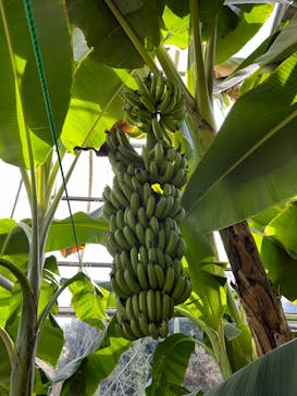 熱川バナナワニ園に投稿された画像（2023/12/26）