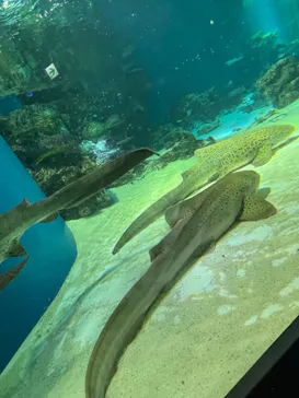 マクセル アクアパーク品川に投稿された画像（2023/12/26）