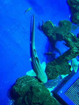 DMMかりゆし水族館に投稿された画像（2023/12/26）