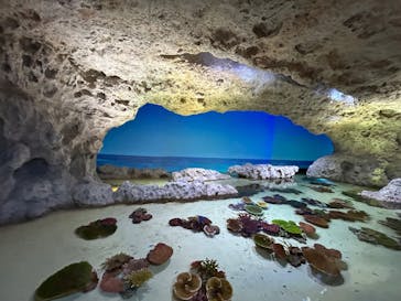 DMMかりゆし水族館に投稿された画像（2023/12/26）