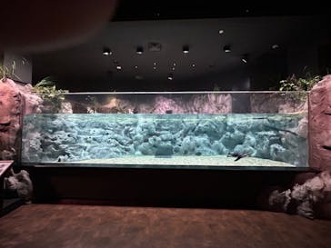 DMMかりゆし水族館に投稿された画像（2023/12/26）