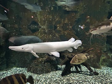 DMMかりゆし水族館に投稿された画像（2023/12/26）