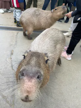 神戸どうぶつ王国に投稿された画像（2023/12/26）