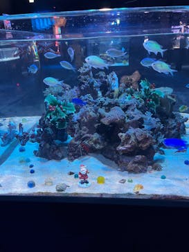 DMMかりゆし水族館に投稿された画像（2023/12/26）