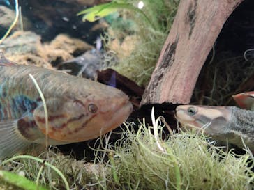 カワスイ 川崎⽔族館に投稿された画像（2023/12/26）