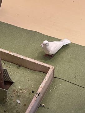 Moff animal cafe イオンモール幕張新都心店に投稿された画像（2023/12/26）