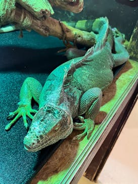 Moff animal cafe イオンモール幕張新都心店に投稿された画像（2023/12/26）