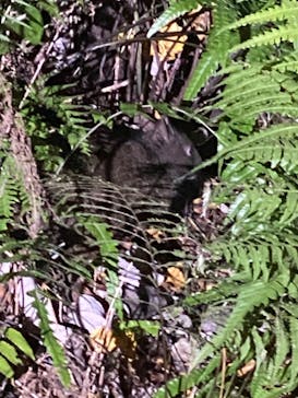 奄美ナイトガイドサービスに投稿された画像（2023/12/26）