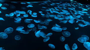 すみだ水族館に投稿された画像（2023/12/26）