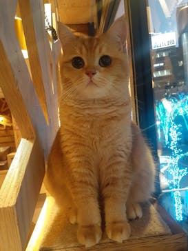 猫カフェモカ　池袋西口店に投稿された画像（2023/12/27）