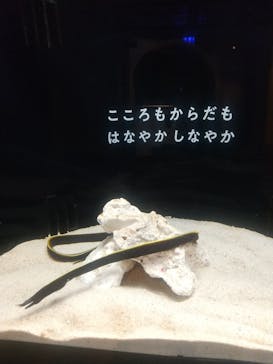 横浜開運水族館 フォーチュンアクアリウムに投稿された画像（2023/12/27）