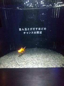 横浜開運水族館 フォーチュンアクアリウムに投稿された画像（2023/12/27）