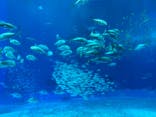 沖縄美ら海水族館に投稿された画像（2023/12/27）