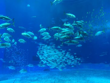 沖縄美ら海水族館に投稿された画像（2023/12/27）