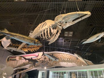 国立科学博物館に投稿された画像（2023/12/27）