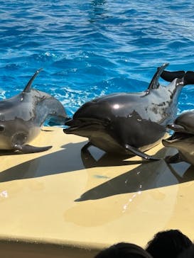 マリンワールド海の中道に投稿された画像（2023/12/27）