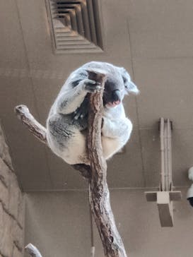 名古屋市東山動植物園に投稿された画像（2023/12/27）